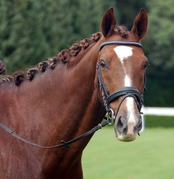horse