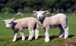 lambs
