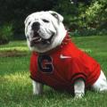 UGA